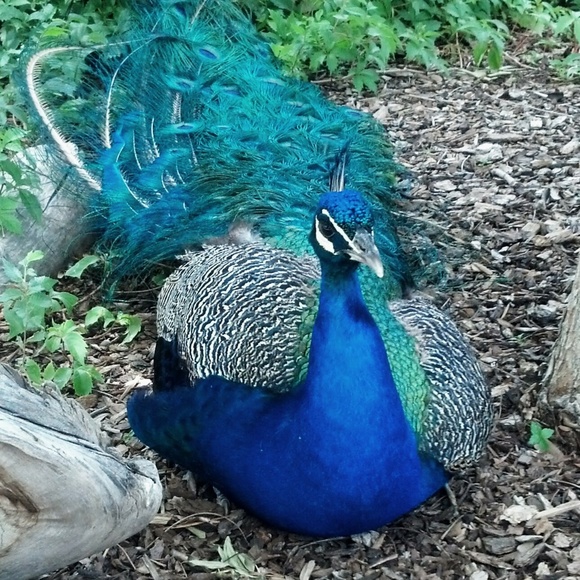 Meet your Posher, Myra  👗Posh Ambassador 👢👜 - Picture 2 of 2